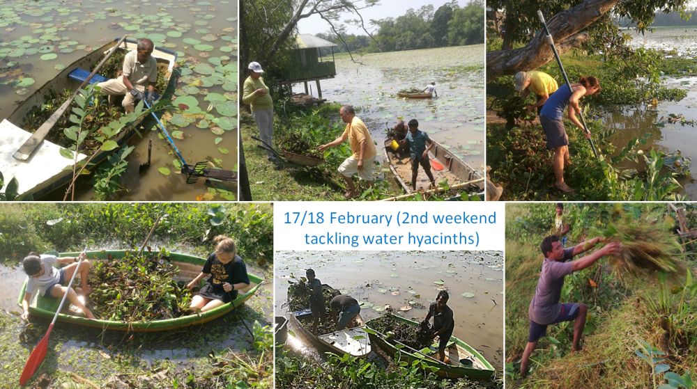 17/18 February – 2nd weekend tackling water hyacinths.